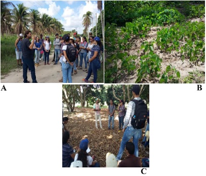 Figura 1- Estudantes de Agronomia da UEFS em visita &agrave;s unidades de trabalho do Centro de Agroecologia Rio Seco (A), sistema de cultivo convencional com esp&eacute;cimes de coqueiro Cocos nucifera; (B) aduba&ccedil;&atilde;o verde com o uso de leguminosas; (I roda de conversa com um agricultor local, Am&eacute;lia Rodrigues &ndash;BA, 2016.