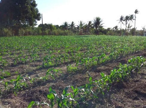 Figura 3 - Cultivo de milho na comunidade Fazenda Campos em Am&eacute;lia Rodrigues - BA, 2016.