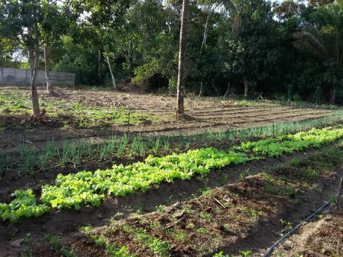 Figura 4 - Produ&ccedil;&atilde;o de hortali&ccedil;as na Comunidade de Fazenda Campos&shy; Am&eacute;lia Rodrigues - BA. 2016.