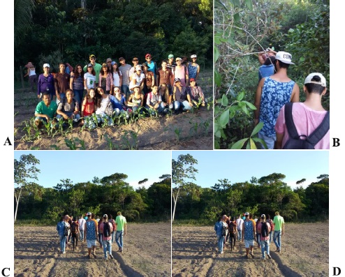 Figura 5 &ndash; Discentes de Agronomia na Comunidade Fazenda Campos: (A) Em cultivo de milho; (B) Na trilha de acesso &agrave; mata; (C, D) Ap&oacute;s atravessar a trilha, Am&eacute;lia Rodrigues &ndash; BA, 2016.