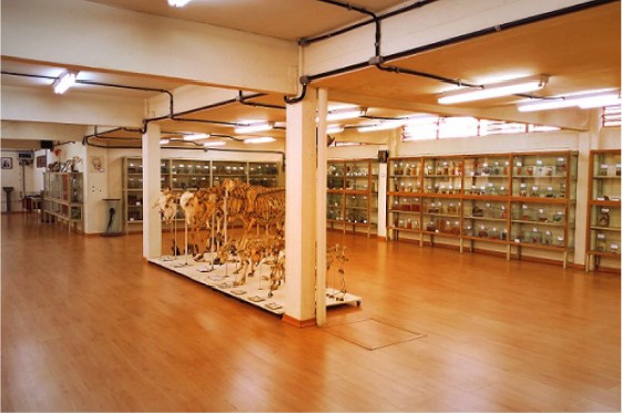 Figura 1 - Museu de Anatomia Prof. Carlos da Costa Branco da UEL.