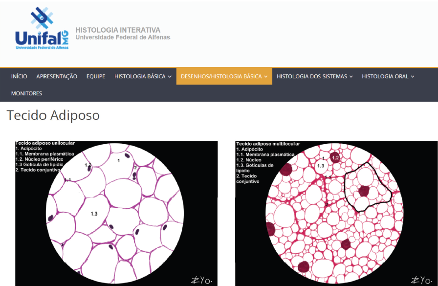Figura 6: Desenho dos cortes histolgicos de tecido adiposo.