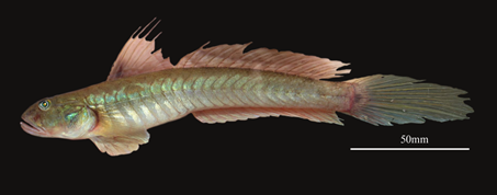 Gobionellus oceanicus (UCR 3211-001) collected in the Pacuare River, Atlantic slope, Costa Rica; 139mm SL; photograph of fish immersed in water.