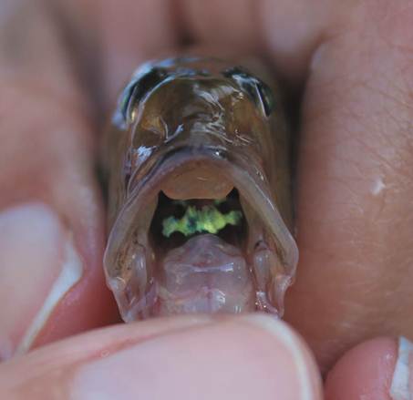 Detail of the head of G. oceanicus (UCR 3211-001), frontal view, showing the coloration pattern of the buccal region.