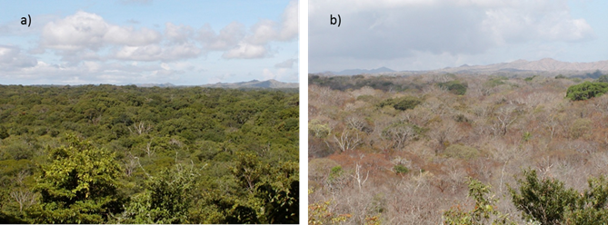 Vista del mirador del &Aacute;rea de Conservaci&oacute;n Guanacaste, Sector Santa Rosa en la estaci&oacute;n lluviosa (a) y la seca (b) 