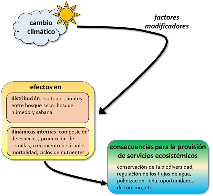 Modelo conceptual de c&oacute;mo el cambio clim&aacute;tico afecta los tropicales bosques secos, los servicios ecosist&eacute;micos que brindan y los factores que modifican los efectos del cambio clim&aacute;tico.