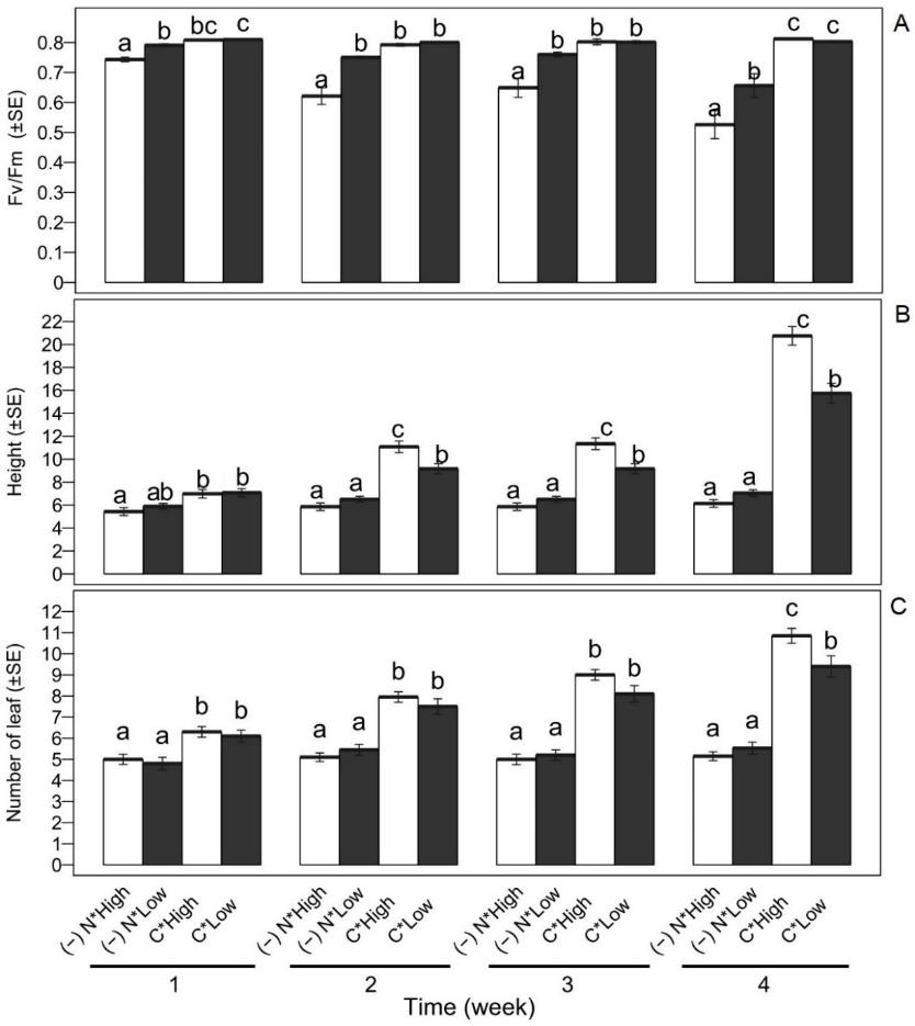 Fig. 1. Chlorophyll fluorescence (A), height (cm, B), and number of leaf (C) for all combinations of light-deficiency treatments ((-)N: nitrogen deficiency; C: complete solution; light: High and Low), from four weeks of growth of S. lycopersicum. Equal letters indicate no statistically significant difference between treatment combinations within each week (Fisher's LSD, P<0,05). SE: Standard error.