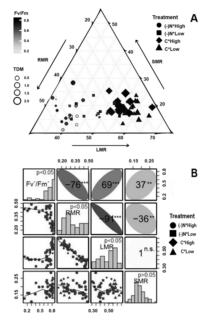 Fig. 3. A) Ternary relationship between SMR (shoot-to-total dry mass ratio), LMR (leaf-to-total dry mass ratio), and RMR (root-to-total dry mass ratio) for all combinations of light-deficiency treatments ((-)N: nitrogen deficiency; C: complete solution; light: High and Low), from fourth week of growth of S. lycopersicum. The size of the symbols is proportional to the total dry mass (TDM), and the intensity of black color to white indicates the levels of Chl fluorescence (Fv/Fm). B) Relationship between Fv/Fm, RMR, LMR, and SMR. Subplots on the diagonal represents the histograms frequency of the variables with Shapiro-Wilks test (α=0,05) for all treatment combinations. Subplots above the diagonal represents Spearman correlation coefficients (%, rs) between pairs of variables for all treatment combinations, where ellipse represents rs, **: P<0,01; ***: P<0,001; and n.s.: not significant. Subplots below the diagonal represents dispersion relationship between pairs of variables.