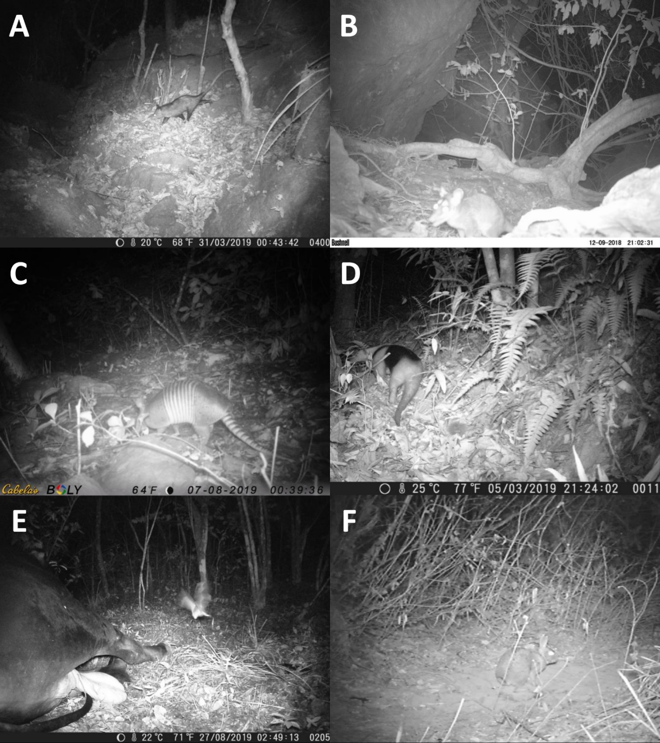 Species identified in camera traps: A) Didelphis marsupialis, B) Philander opossum, C) Dasypus novemcinctus, D) Tamandua mexicana, E) Desmodus rotundus flying over a cow inside the forest, and F) Sylvilagus floridanus.