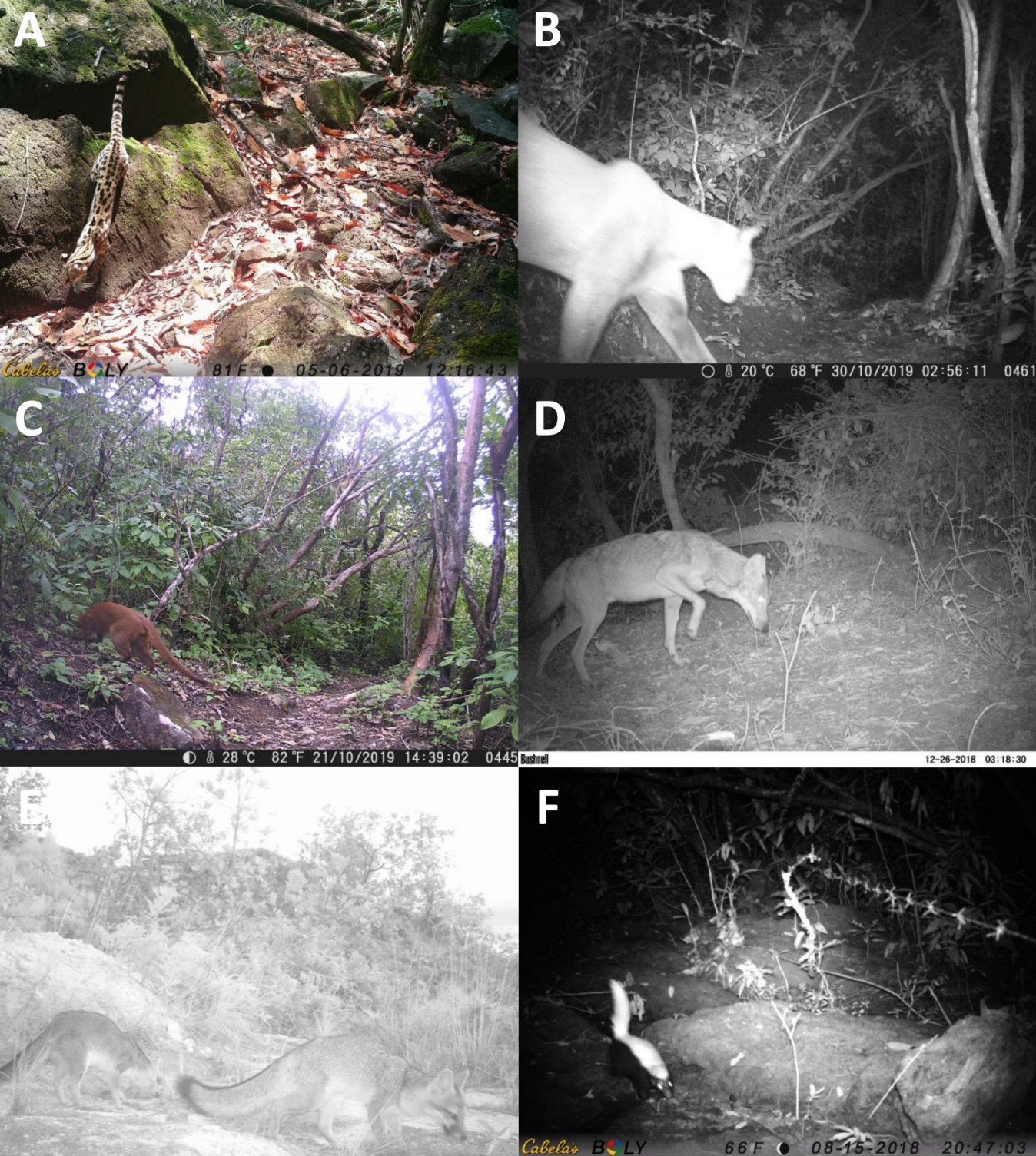 Species identified in camera traps: A) Leopardus wiedii, B) Puma concolor, C) Puma yagouaroundi, D) Canis latrans, E) Urocyon cinereoargenteus, and F) Conepatus leuconotus.