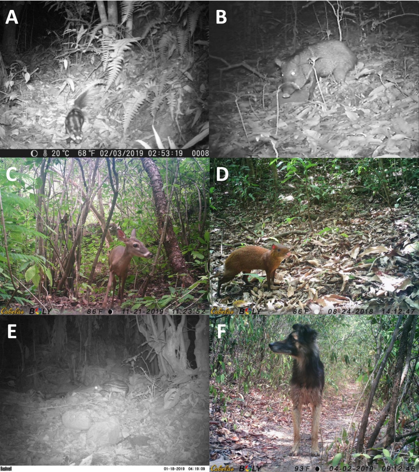 Species identified in camera traps: A) Spilogale angustifrons, B) Pecari tajacu, C) Odocoileus virginianus, D) Dasyprocta punctata, E) Cuniculus paca, and F) Canis lupus familiaris (Domestic dog).