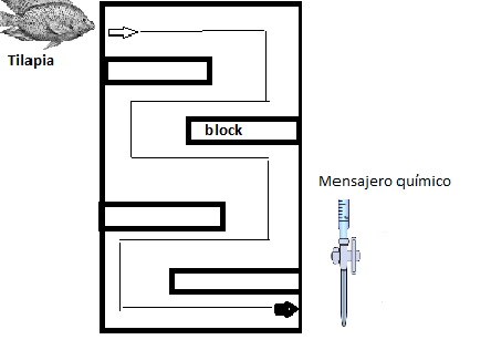 Esquema del estanque de cemento con obstculos de blocks de construccin con el fin de probar la eficiencia del atrayente.
