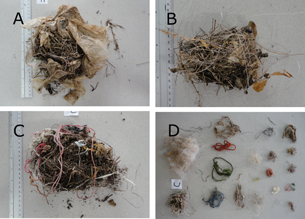 Anthropogenic waste found in nests of birds at Universidad Nacional, Heredia, Costa Rica. A) Nest of Turdus grayi with plastic bags B) Nest of Zonotrichia capensis with a nylon fishing line C) Nest of Turdus grayi with different types of threads D) Anthropogenic waste found in a single nest of Campylorhynchus rufinucha, including polyester fibers, wool, and different types of threads.