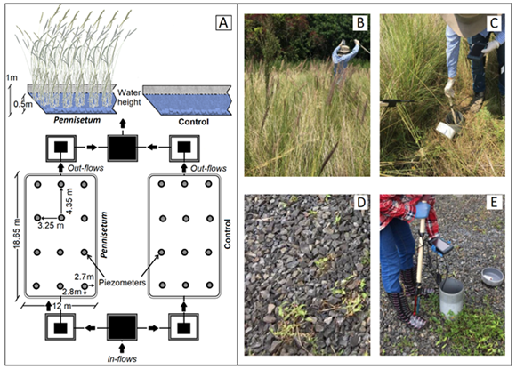Scheme of CW-HSF for wastewater treatment (A: Pennisetum and Control). Images of the substrate and piezometers in both systems (B-C: Pennisetum; and D-E: Control).