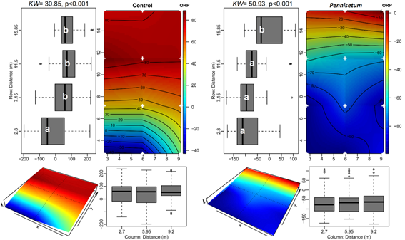 Spatial variation of ORP within the systems (Control and Pennisetum) based on bilinear interpolations between the piezometers. See legend explanation in Fig. 4.