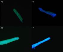 Microscopa de fluorescencia de fibras de rastrojo de pia: A) sin tratamiento, B) post tratamiento. Y fibras de raquis de palma africana C) sin tratamiento, D) post tratamiento.