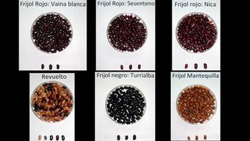 Semillas de los frijoles nativos recolectados en Guanacaste.