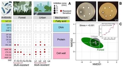 A) Test of gram-negative bacterial antibiotic resistance categorized by type antibiotic and inhibition mechanism for forest and urban sites. The size of the circles shows the diameter of the bacterial growth inhibition halo. Bacteria with three or more resistant antibiotics are designated as multi-resistant. B) Illustration of two antibiograms. C) Non-metric multi-dimensional scaling (NMDS, presence/absence) of bacterial antibiotic resistance in phytotelm for forest and urban sites. Antibiotic: AMC- Amoxicillin/Clavulanic Acid, AMP-Ampicillin, C-Chloramphenicol, CIP-Ciprofloxacin, CN-Gentamicin, CTX-Cefotaxime, ENR-Enrofloxacin, FFC-Florfenicol, FOS-Fosfomycin, OFX-Ofloxacin, OT- Oxytetracycline, SXT-Trimethoprim/Sulfamethoxazole, and TE-Tetracycline