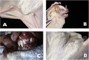Individuos de Artibeus inopinatus capturados en el sector Playa Naranjo, Parque Nacional Santa Rosa. A: Uropatagio con pelos cortos en toda su extensi�n apenas notorios hasta el borde del mismo. B: Vista lateral del macho de A. inopinatus. C: Detalle de la dentici�n en la hembra, n�tese que los incisivos superiores internos son bilobulados. D: Vista Dorsal del macho, n�tese una tonalidad clara de los pelos.