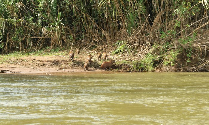 Carpinchos en las riberas del r&iacute;o Madidi