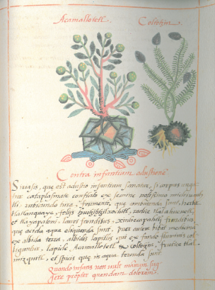 Acamallotetl. Coltotzin. Contra infantum adustionem. Siriasis, quae est adustio infantium, sanatur, si corpus ungatur cataplasmate conflato ex semine notissimo michiuauhtli, rubicundo ture, frumento, quae comburenda sunt, herba tlatlanquaye, foliis huitizihtzilxochitl, radice tlalahueuetl et tlayapaloni, lauri frondibus xiuhecapahtli frondibus, quae acida aqua eliquanda sunt. Puer autem bibat medicinam ex albida terra, albidis lapillis quie ex fundo fluminis colliguntur, lapide acamallotetl et coltotzin, frutice tlalmizquitl, et spicis quae in aqua terenda sunt (De la Cruz, Libellus fol. 61v)