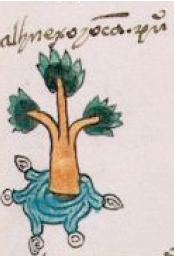 Glifo toponímico: Alhuexoyocan (Códice Mendoza [1541], fol. 26r)