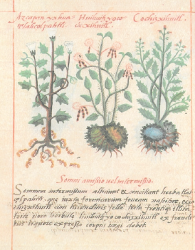 Azcapan yxhua tlahçolpahui. Somni amissio uel intermissio. Somnum intermissum alliciunt et conciliant herba tlahçolpahtli, quae iuxta formicarum foueam nascitur, et cochizxihuitl cum hirundinis felle trita frontique illita. Tritae uero herbulae huihuitzyocochizxihuitl ex frondibus liquore expresso corpus ungi debet (De la Cruz, Libellus, fol. 13v)
