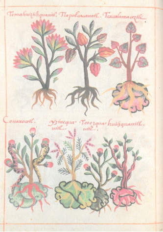 Temahuitztiliquauitl. Tlpapalcacauatl. Texcalamacoztli. Couaxocotl. Yztacquauitl. Teoezquauitl. Huitzquauitl (De la Cruz, Libellus fol. 38v)