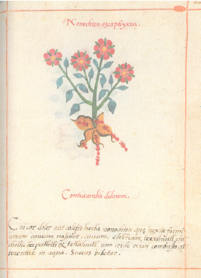 Nonochton Azcapanyxhua. Contra cordis dolorem. Cui cor dolet aut calefit, herba nonochton, quae iuxta formicarum cauem nascitur, aurum, electrum, teoxihuitl, chichiltic tapachtli et tetlahuitl cum corde cerui combusto atterentur in aqua. Succus bibetur (De la Cruz, Libellus fol. 28r)