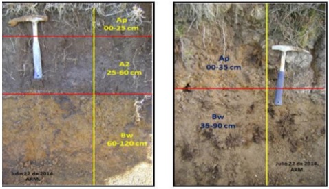 Humic
Dystrustepts y  Typic Dystrustepts