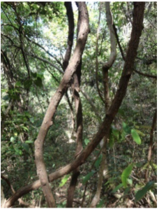 Figura 2. Selección de los bejucos.