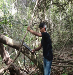 Figura 3. Cortando los bejucos seleccionados.