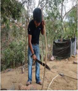 Figura 4. Pelando los bejucos seleccionados.