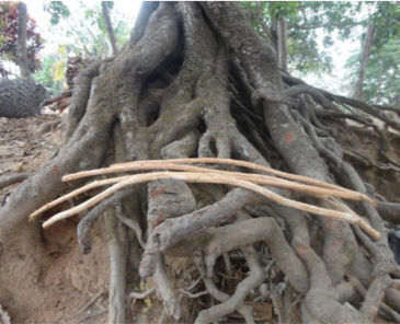 Figura 5. La forma de los bejucos una vez que han sido pelados.