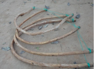 Figura 6. Noción de parábola en el doblez de los trozos de bejucos cortados.