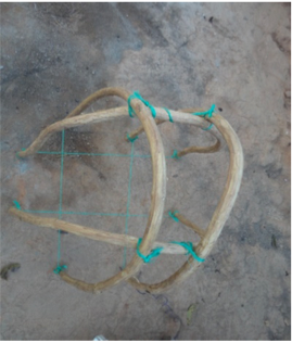 Figura 8. Amarrando los bejucos formando paralelas.