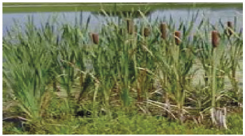 Humedal en la regi&oacute;n Lambayeque Eneas (typha latifolia)