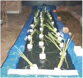 Sistema de flotaci&oacute;n
por Humedales "Proyecto de purificaci&oacute;n de agua residual para riego -
Universidad Cesar Vallejo - Chiclayo"