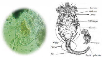 La imagen de la izquierda fue visualizada con el microscopio