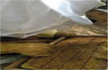 Pinchado
de cr&iacute;a operculada.