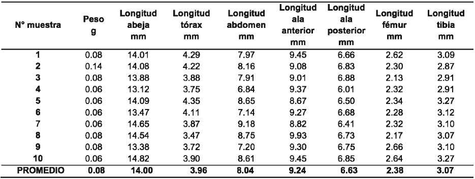 Registro de caracter&iacute;sticas morfom&eacute;tricas de abejas criollas seg&uacute;n muestra