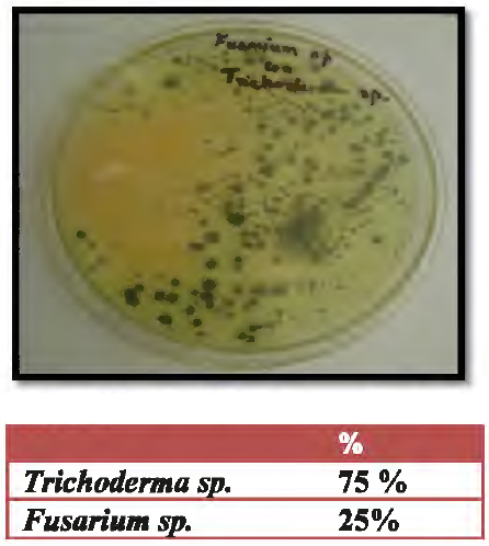 Trichoderma sp. frente al patógeno Fusarium sp.