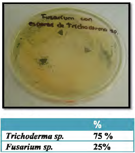 Esporas de Trichodenna sp. frente al patógeno Fusarium sp.