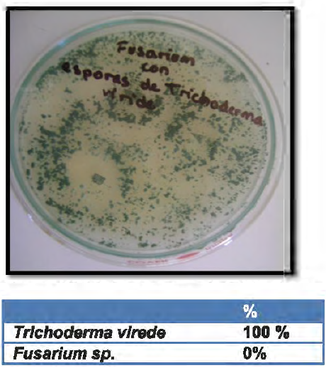 De esporas de Trichoderma viride frente
al patógeno Fusarium sp.