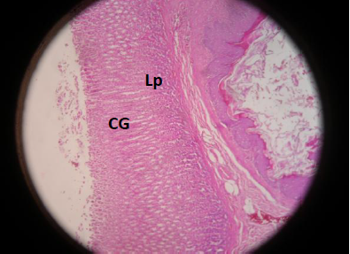 Est&oacute;mago rata no
irradiado con trigo Rata. Est&oacute;mago. Izquierda: Mucosa de la regi&oacute;n del cuerpo g&aacute;strico
(CG), disposici&oacute;n num&eacute;rica irregular en el interior de las gl&aacute;ndulas
g&aacute;stricas (*). Estrecha banda de la muscularis mucosae (mm). Abundante celularidad
de la l&aacute;mina propia (lp) , hallazgos que le confieren una
histolog&iacute;a normal. H&E (x100)
