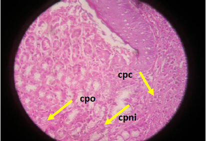 Est&oacute;mago rata no
irradiado con trigo. Rata. Est&oacute;mago. Transici&oacute;n abrupta hacia epitelio g&aacute;strico
(*). Centro: epitelio g&aacute;strico (EG) zona f&uacute;ndica
caracterizada por las gl&aacute;ndulas f&uacute;ndicas con presencia
de c&eacute;lulas mucosas (cm), c&eacute;lulas parietales ox&iacute;nticas (cpo) y c&eacute;lulas principales cim&oacute;genas (cpc). hallazgos que le confieren
una histolog&iacute;a normal. H&E (x400)