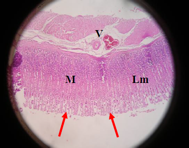 Est&oacute;mago rata no irradiado sin trigo. Porci&oacute;n
f&uacute;ndica del est&oacute;mago. Mucosa g&aacute;strica mostrando fosas
g&aacute;stricas aperturadas (flechas). Denso almacenamiento
en c&eacute;lulas mucosas (m). L&aacute;mina muscular (lm) y la submucosa rica en vasos (v).
Corresponde a un corte histol&oacute;gico normal. H&E (x100)