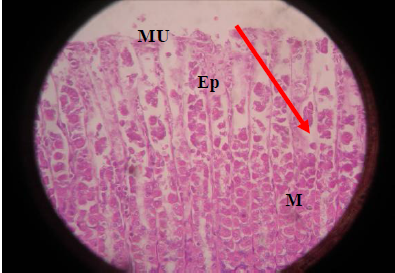  Est&oacute;mago rata no
irradiado sin trigo Est&oacute;mago. Detalle de la zona f&uacute;ndica.
Se observan las entradas aperturadas de las fov&eacute;olas revestidas de epitelio prism&aacute;tico alto monoestratificado (ep). Abundantes
c&eacute;lulas mucosas con denso almacenamiento (m). Mucina en la superficie (mu).
H&E (x400) Histolog&iacute;a normal 