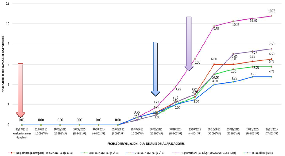 Promedio de bayas
cicatrizadas de la vid por efecto de los productos aplicados bajo 5
tratamientos evaluados en diferentes estados fenol&oacute;gicos del cultivo.