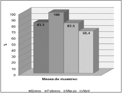 Comparativo porcentual entre meses para
peso de carcasa de Callopistes flavipunctatus, Mórrope,
2015.